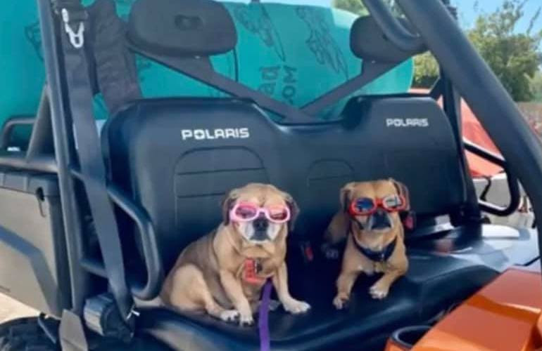Bringing Your K9 Companion! The Best Dog-Related Accessories For The Polaris Ranger