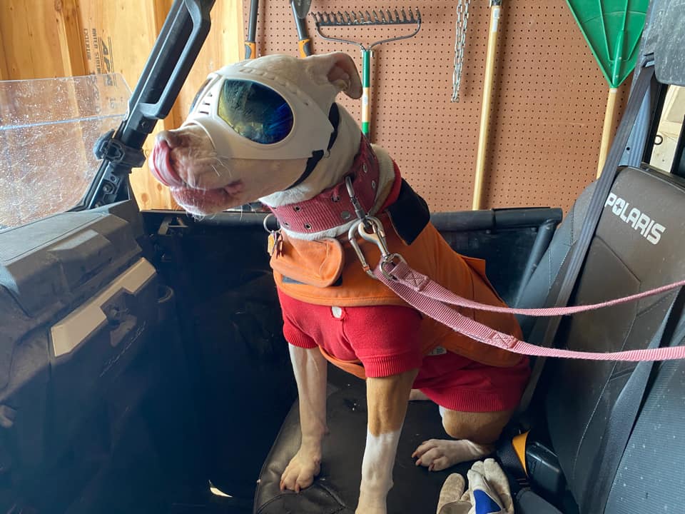 Polaris Ranger Dog Seats, Dog Restraints, And Dog Seat Belts