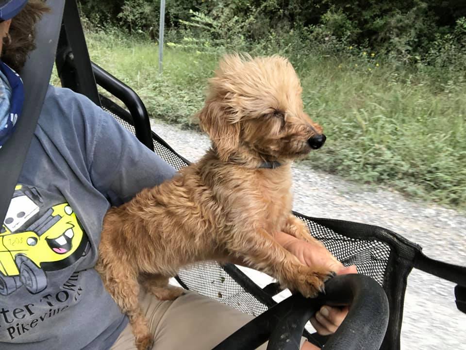 Bringing Your K9 Companion! The Best Dog-Related Accessories For The Polaris Ranger