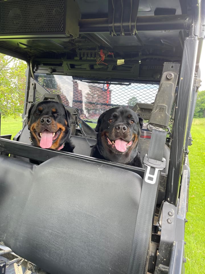 Polaris Ranger Dog Seats, Dog Restraints, And Dog Seat Belts